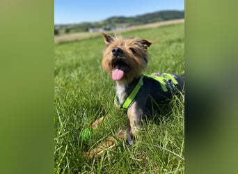 Coco, sucht seine Menschen