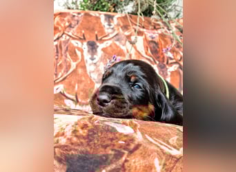 Black and Tan Coonhound Welpen