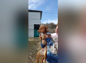 Lady, eine besondere Herzenshündin