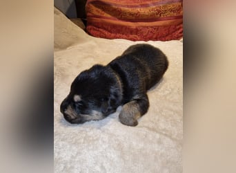 Labrador Schäferhund Mischlings Welpen