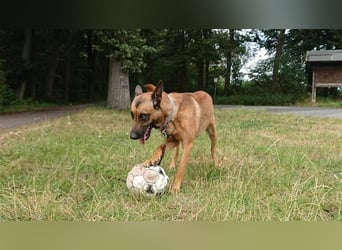 Godi - der freundliche, Menschenbezogene Malinois