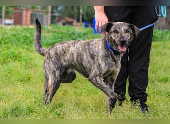 Benito, Mix Labrador / Rafeiro Alentejano, lieb und sozial