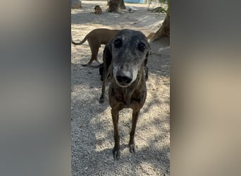 Barquiria, eine freundliche Seniorin
