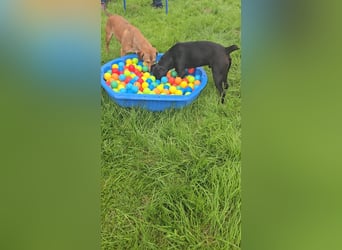 Timi will raus und lernen!