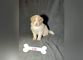 8 Australian Sheperd Welpen