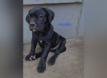 Presa Canario x Cane Corso