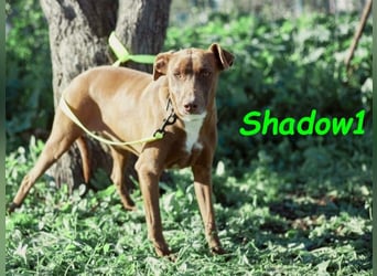 Shadow1 10/2021 (ESP) - liebevoller und sehr sozialer Podenco-Mix, ein treuer Menschenfreund!