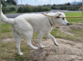 Lucio: Traumhund ohne Wenn und Aber