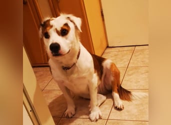 Kaninchen - Australien Shepherd Mix