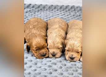 Schöne Cockapoo-Welpen