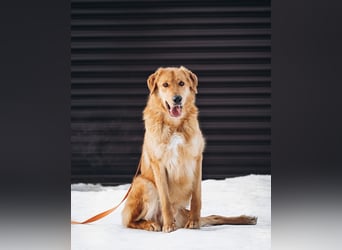 Total verschmuster Traumhund Yeti❤️mit Handicap sucht Menschen mit Herz