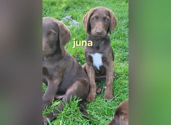 Welpen Labradoodle F1 Braun Könispudel x Labrador