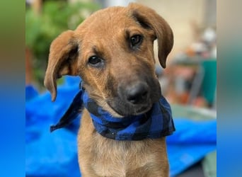 KOREL - bezauberndes Hundekind auf Familiensuche!