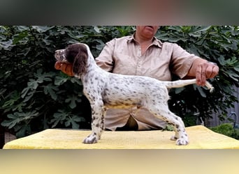 English setter Welpen (3 Rüden, 2 Hündinnen)