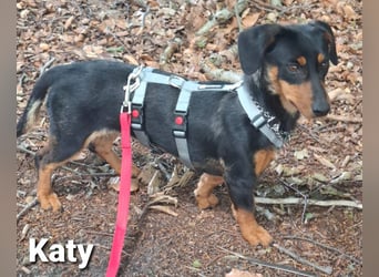 Katy kleines zauberhaftes Dackel Mädchen