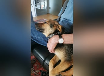 Gigi  ist in der Südpfalz zu besuchen