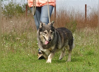 Mischa sucht ein neues Zuhause
