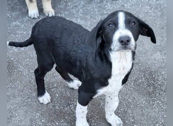 Rüdenbub ♥Vince♥ unser kleiner Prinz ♥