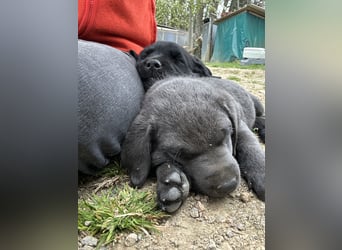 Labrador Welpe schwarz