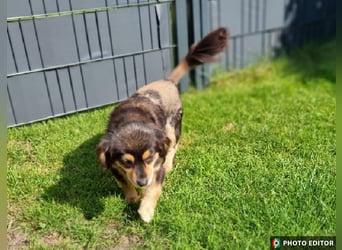 Jena, kleine Zaubermaus sucht ihr Zuhause