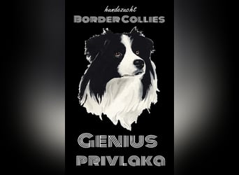 Border Collie Welpe