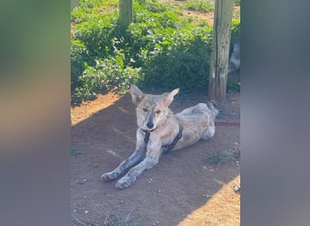 Kovu (Spanien) – ein kleiner, schüchterner Herzensbrecher
