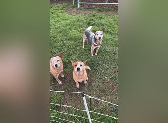 Australian Cattle Dog