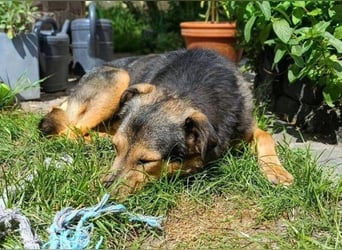 Beny, Schäferhund Mischling