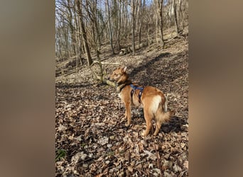 Jago freut sich über euren Besuch auf seiner Pflegestelle