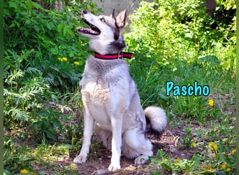 Pascho 03/2022 - energiegeladener und lernwilliger Husky (Mix) sucht sportliche Rasseliebhaber!