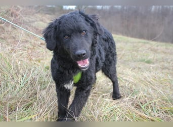 Verspielter TRUNTO - Traumbub mit dem Potential zum Herzenshund