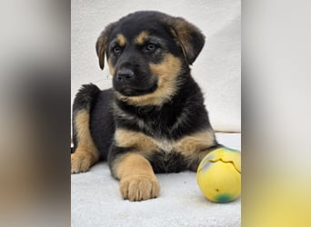 Noel, einer von 7 zauberhaften Hundewelpen die Familie suchen