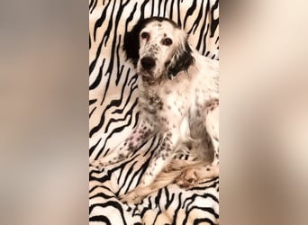 Kora – sensible Setter-Seele sucht liebevolles Zuhause!