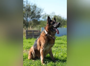 Rocky (Spanien) - liebevoller Senior sucht Alterswohnsitz