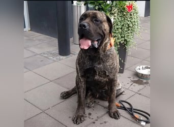 Presa Canario x Cane Corso 