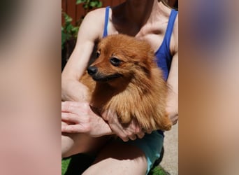 Nico SR - Kleiner Schatz sucht Liebe!