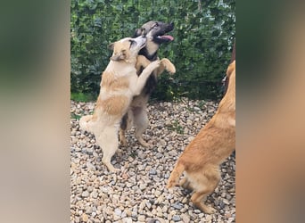 LEILA sucht eine Familie