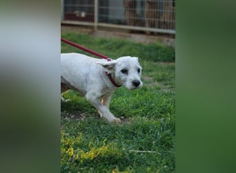 **RESERVIERT** Egres-PP, kleine Westie-Lady wünscht sich schönes Zuhause