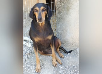 Esme sucht ein Zuhause