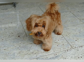 Wunderschöne Havapoo Welpen ähnlich Maltipoo (Toypudel/Zwergpudel + Havaneser)