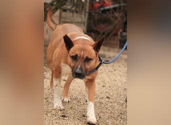 Dingo VA - Langzeitinsasse wartet auf sein Happy-End