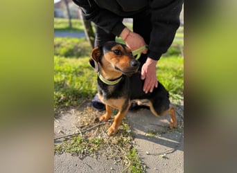 Amigo, geboren 08.04.2023, 35cm sucht sein Zuhause