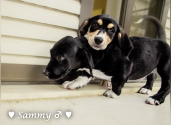 Kokonimix Tammy und Sammy suchen ein Zuhause