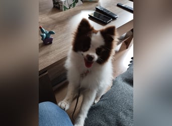 Dringend neues liebevolles Zuhause gesucht
