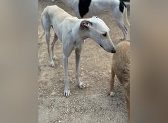 Invierno, ein toller Galgo Bub