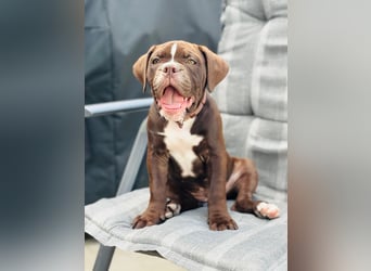 OEB mix Bulldoge old english bulldog