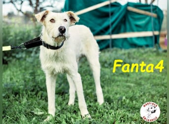 Fanta4 07/2022 (ESP) - verträglicher und menschenbezogener Podenco-Mix!