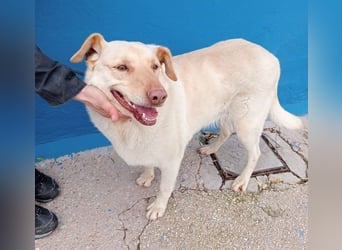 Laika, darf sie einmal im Leben ein schönes Zuhause haben?!