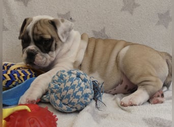 Freiatmige Bulldoggenwelpen Abgabebereit