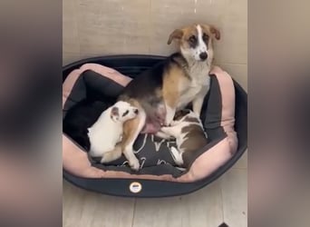 Hundeherz  sucht Familienglück 
